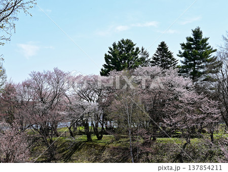 エゾヤマザクラ 北海道 エゾヤマザクラ 北海道 137854211
