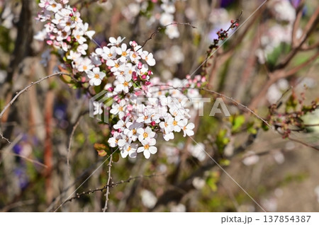 ピンクユキヤナギ(バラ科シモツケ属)の花 ピンクユキヤナギ(バラ科シモツケ属)の花 137854387