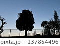 夕暮れの木のシルエットと空のグラデーション 背景素材 137854496