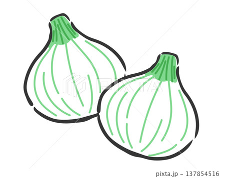 新玉ねぎ2個のイラスト ベクター 新玉ねぎ2個のイラスト ベクター 137854516