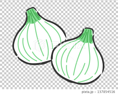 新玉ねぎ2個のイラスト ベクター 新玉ねぎ2個のイラスト ベクター 137854516