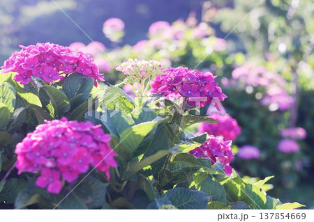 梅雨の晴れ間に咲く紫陽花 梅雨の晴れ間に咲く紫陽花 137854669
