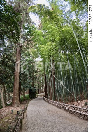 偕楽園の竹林 偕楽園の竹林 137854775