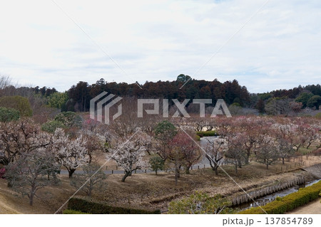 偕楽園の水戸の梅まつり 偕楽園の水戸の梅まつり 137854789