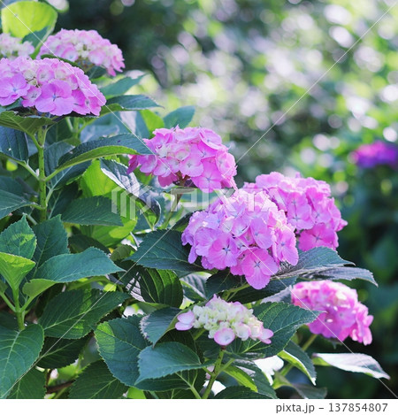 梅雨の晴れ間に咲く紫陽花 137854807