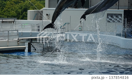 水族館のイルカショー 水族館のイルカショー 137854816