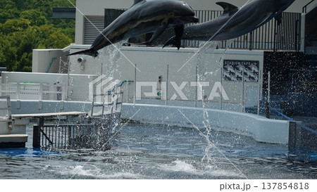 水族館のイルカショー 水族館のイルカショー 137854818