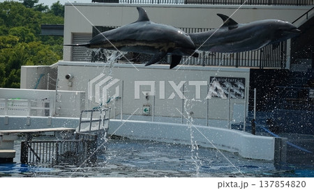 水族館のイルカショー 水族館のイルカショー 137854820