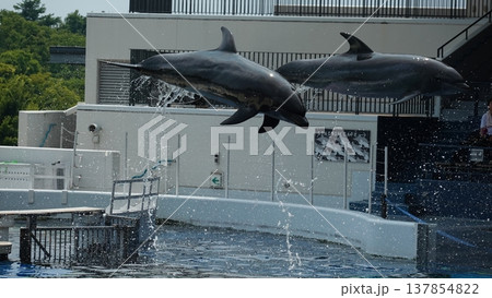 水族館のイルカショー 水族館のイルカショー 137854822