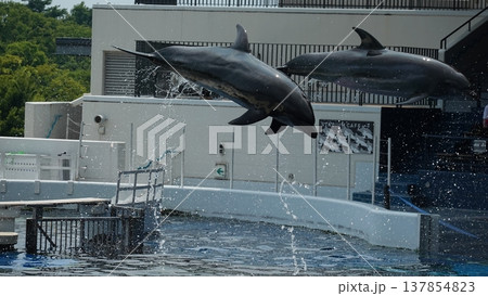 水族館のイルカショー 137854823