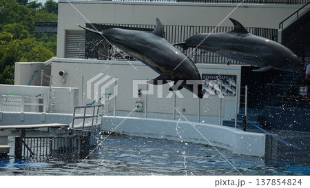 水族館のイルカショー 水族館のイルカショー 137854824