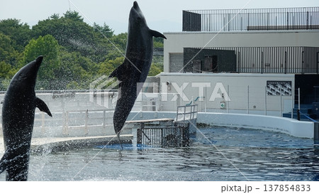 水族館のイルカショー 137854833