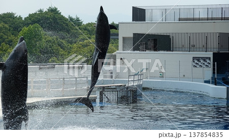 水族館のイルカショー 137854835