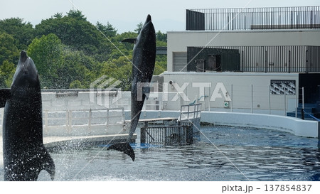 水族館のイルカショー 水族館のイルカショー 137854837