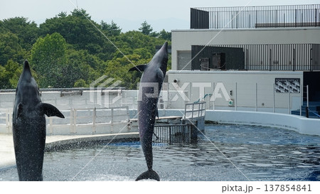 水族館のイルカショー 水族館のイルカショー 137854841