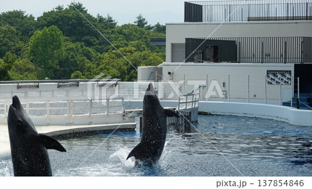 水族館のイルカショー 水族館のイルカショー 137854846