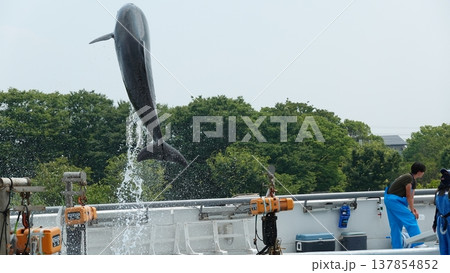 水族館のイルカショー 137854852