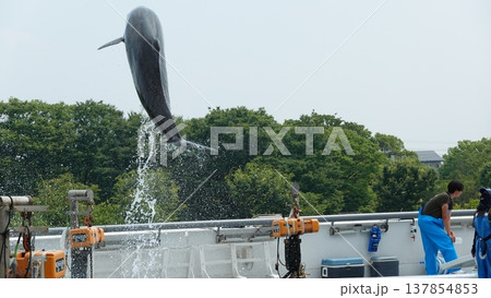 水族館のイルカショー 137854853