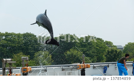 水族館のイルカショー 水族館のイルカショー 137854859