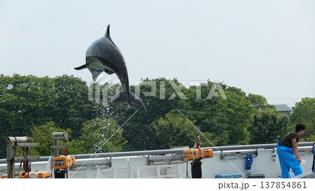 水族館のイルカショー 水族館のイルカショー 137854861