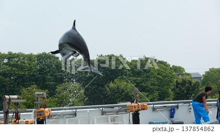 水族館のイルカショー 水族館のイルカショー 137854862