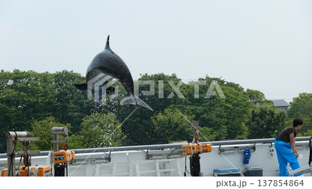 水族館のイルカショー 水族館のイルカショー 137854864