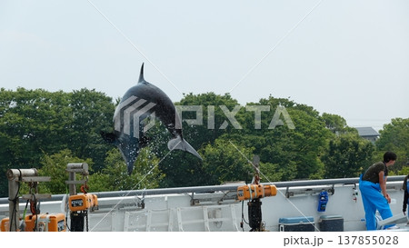 水族館のイルカショー 水族館のイルカショー 137855028
