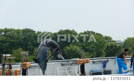 水族館のイルカショー 137855031