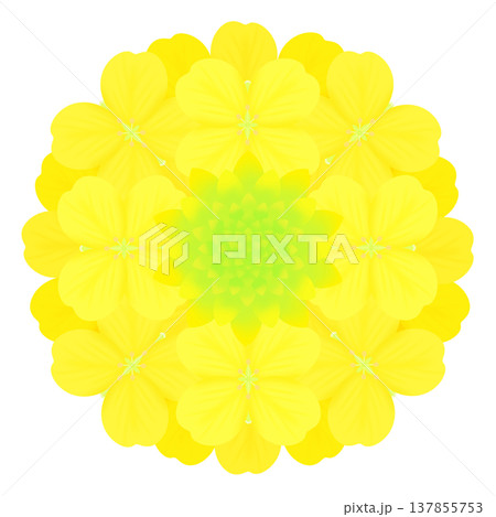 春_菜の花 137855753