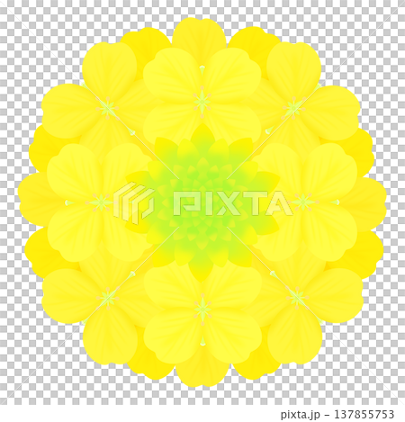 春_菜の花 137855753