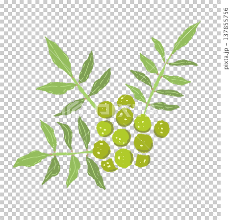 緑の山椒の実と葉っぱの手描きイラスト素材 137855756