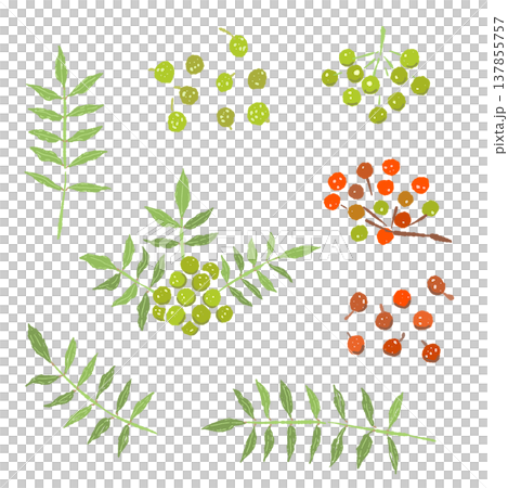 A set of illustrations featuring variations of sansho leaves and red and green berries. A set of illustrations featuring variations of sansho leaves and red and green berries. 137855757