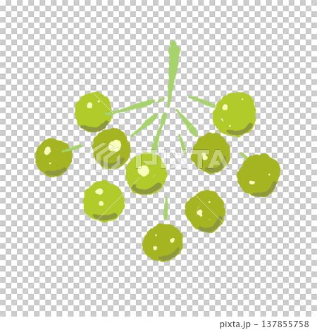 Hand-drawn illustration of a branch with green sansho pepper berries (close-up) Hand-drawn illustration of a branch with green sansho pepper berries (close-up) 137855758