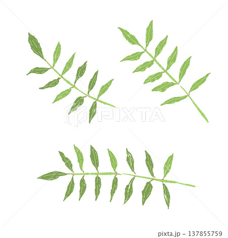 山椒の葉っぱ(3枚セット)の手描きイラスト素材 山椒の葉っぱ(3枚セット)の手描きイラスト素材 137855759
