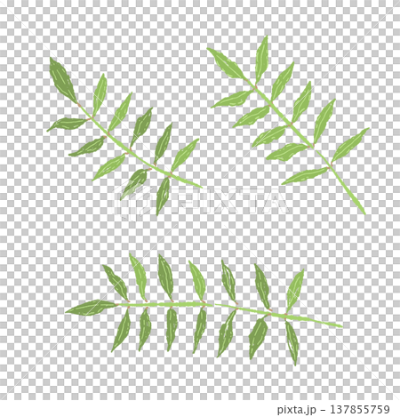 山椒の葉っぱ(3枚セット)の手描きイラスト素材 山椒の葉っぱ(3枚セット)の手描きイラスト素材 137855759