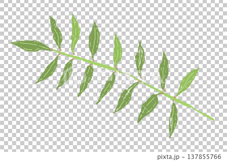A hand-drawn illustration of a single sansho leaf (Variation 2) A hand-drawn illustration of a single sansho leaf (Variation 2) 137855766