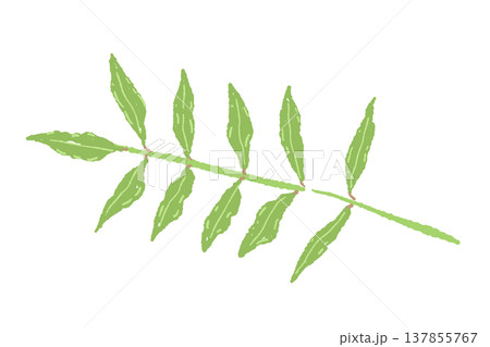 一枚の山椒の葉っぱ（バリエーション3）の手描きイラスト 137855767