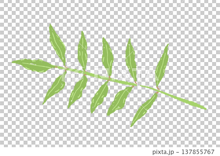 一枚の山椒の葉っぱ（バリエーション3）の手描きイラスト 137855767