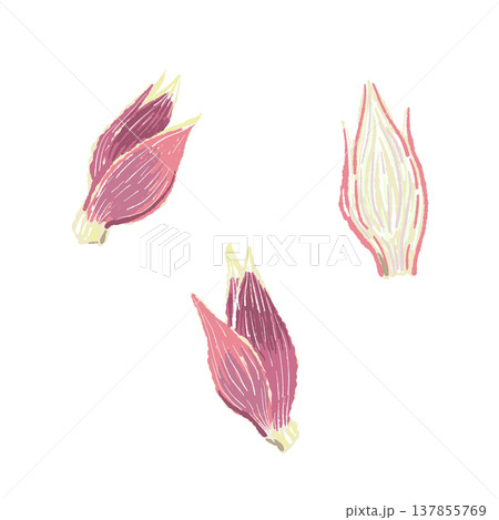 まるごとと半分に切った茗荷の手描きイラスト素材 まるごとと半分に切った茗荷の手描きイラスト素材 137855769