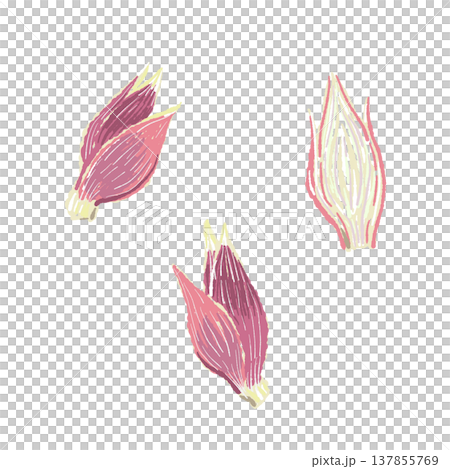 手繪的整塊和半塊日本生薑插圖 137855769