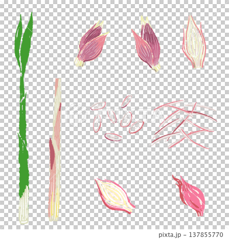 一系列日本生薑(整薑、薑絲、薑末和茗荷芽)。 一系列日本生薑(整薑、薑絲、薑末和茗荷芽)。 137855770