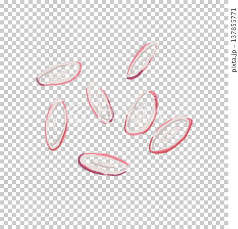 小口切り(輪切り)にした茗荷の手描きイラスト素材 小口切り(輪切り)にした茗荷の手描きイラスト素材 137855771