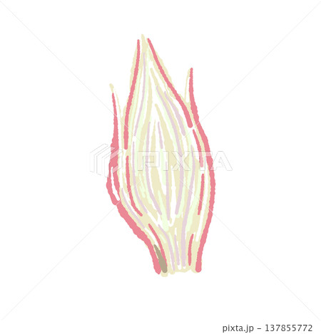 縦半分にカットした茗荷の断面の手描きイラスト素材 137855772