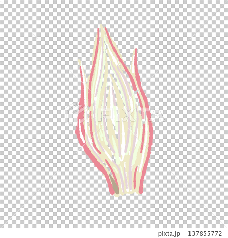 縦半分にカットした茗荷の断面の手描きイラスト素材 137855772
