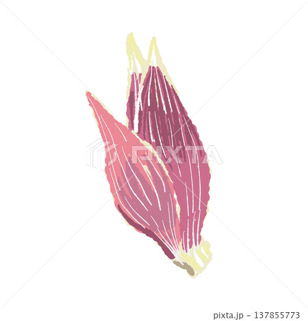 まるごとの茗荷（単体）の手描きイラスト素材 137855773