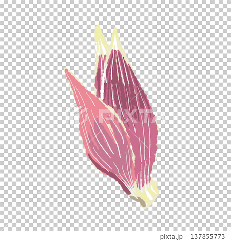 まるごとの茗荷（単体）の手描きイラスト素材 137855773