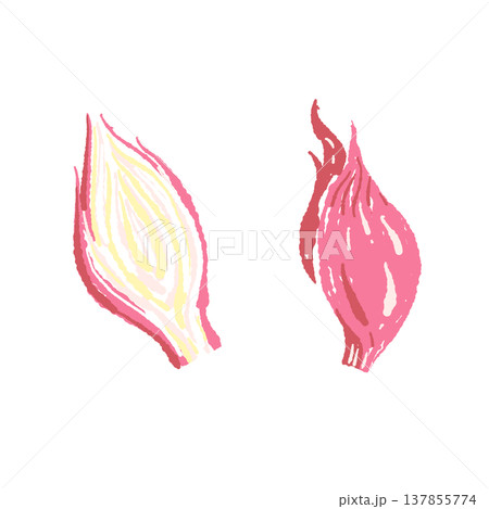 まるごとと縦半分に切った茗荷のセットイラスト まるごとと縦半分に切った茗荷のセットイラスト 137855774