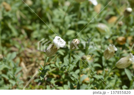 Sea campion 137855820