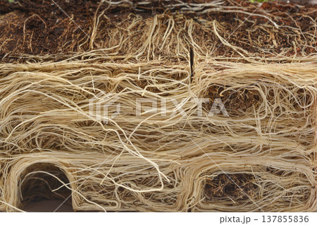 Extreme close up of chives root system and soil Extreme close up of chives root system and soil 137855836
