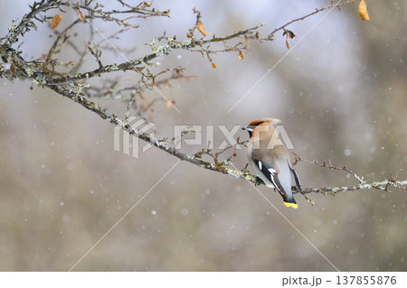 降雪の中のキレンジャク 降雪の中のキレンジャク 137855876